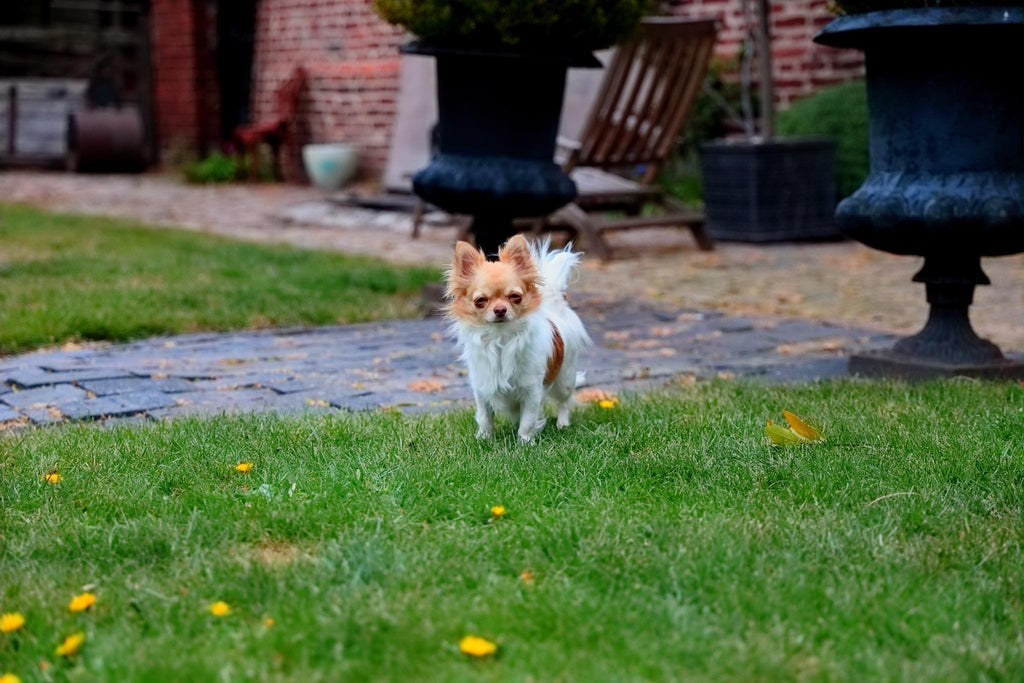 scared dog