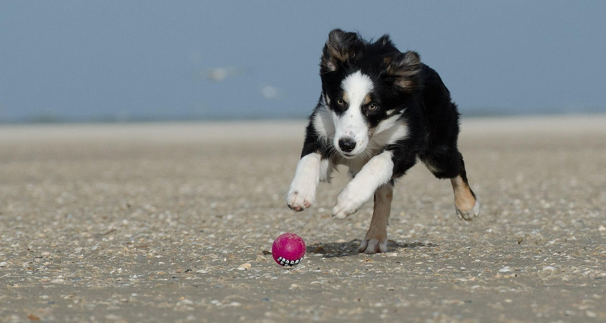 When Playing Isn't Just Playing: Understanding Your Ball-Obsessed Dog