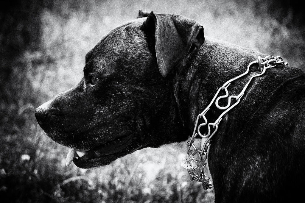 How A Prong Collar Works!