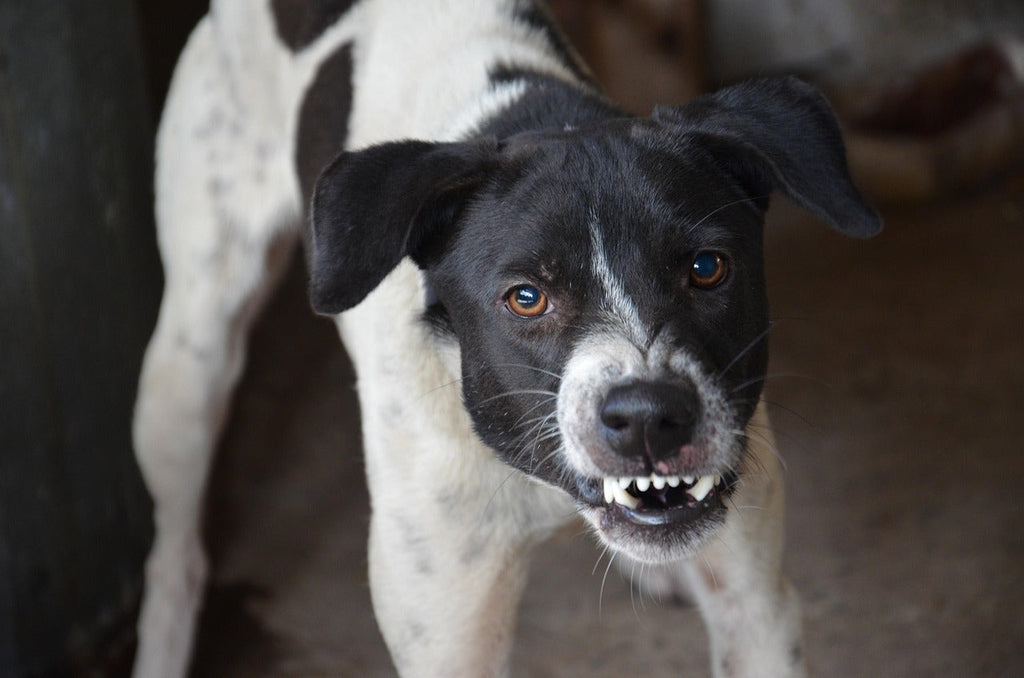 Dog reactivity