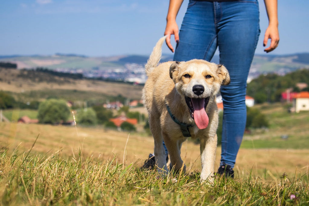 Disproving Dominance Between Dogs and People