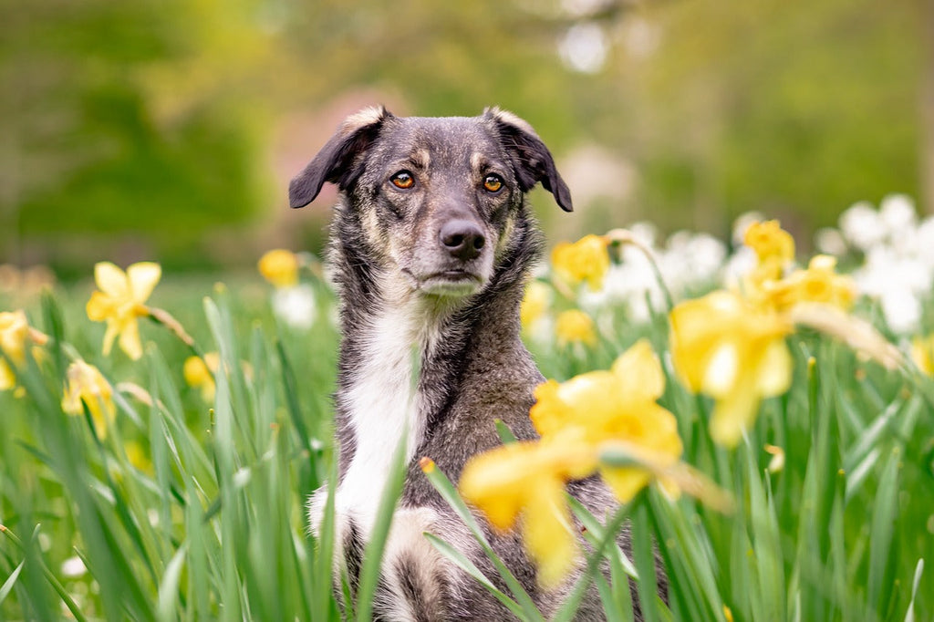Reactive dog