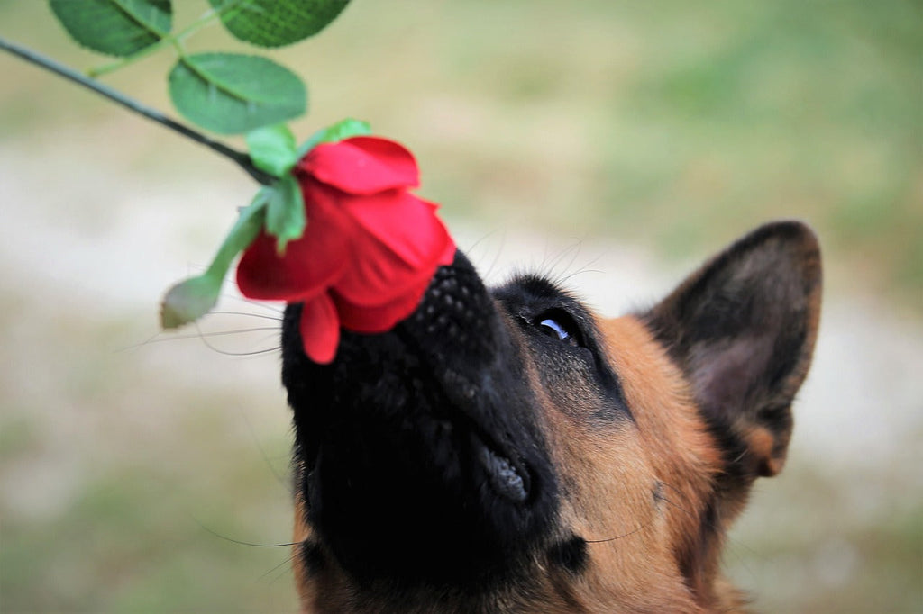 canine seeking system