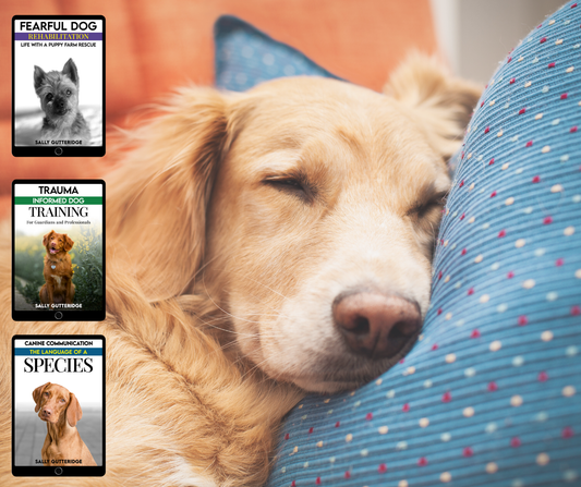 Scared Dog Bundle