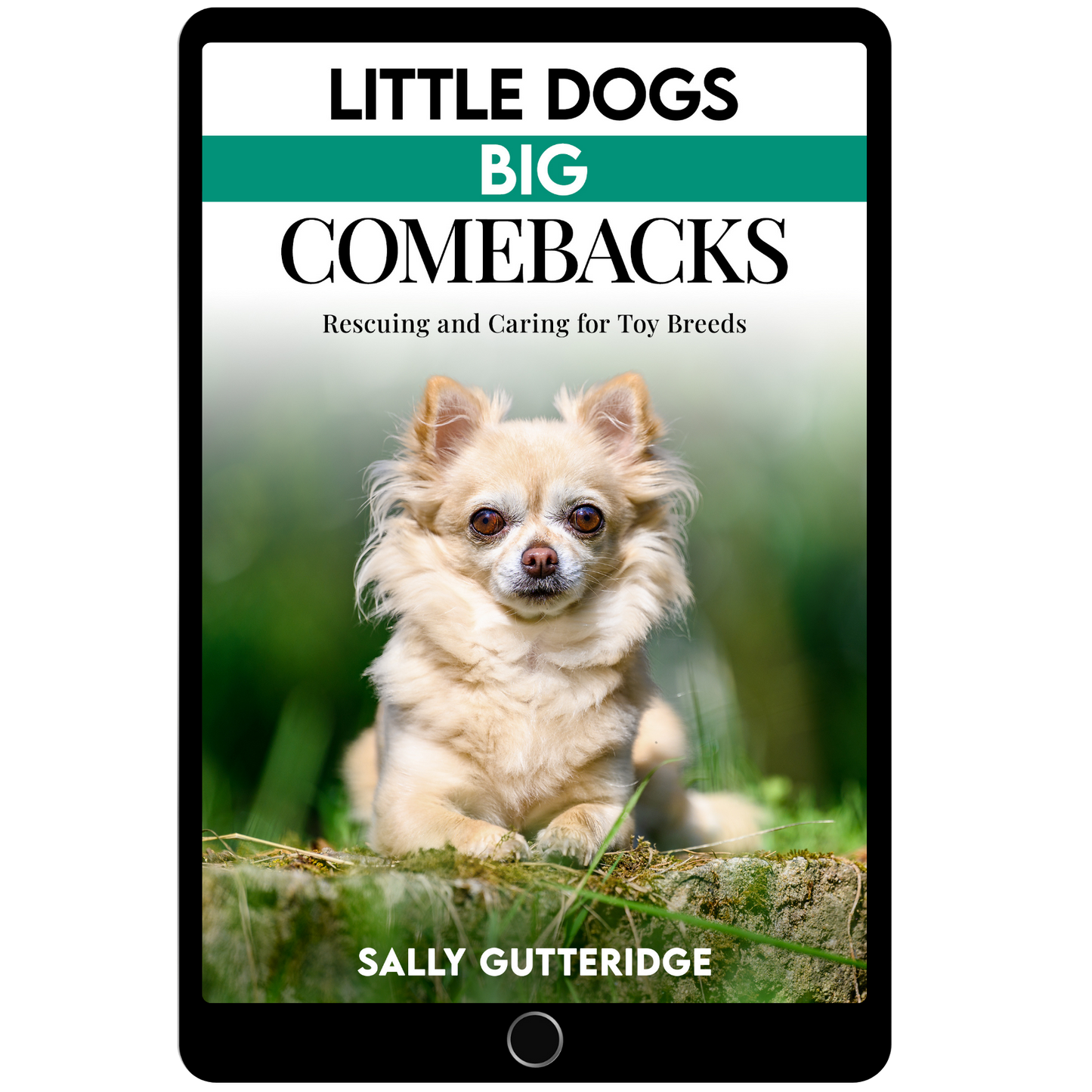 Little Dogs Big Comebacks