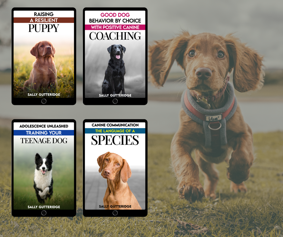 Puppy and Adolescence Bundle