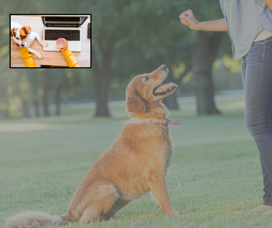 1:1 Online Consultation