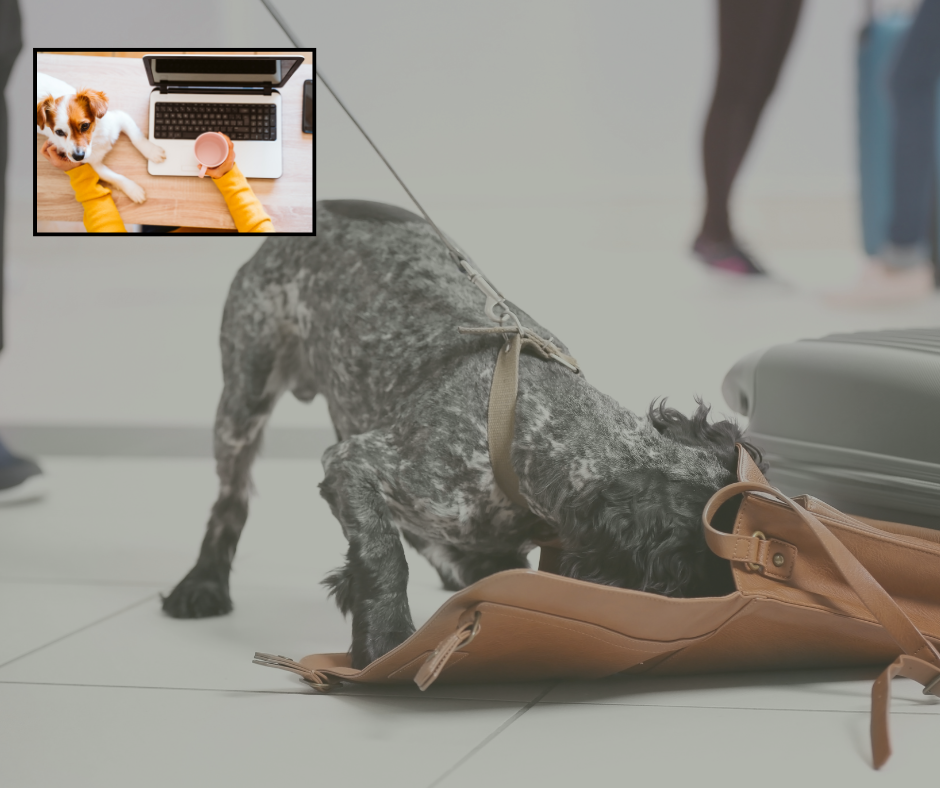 1:1 Bespoke Online Scentwork