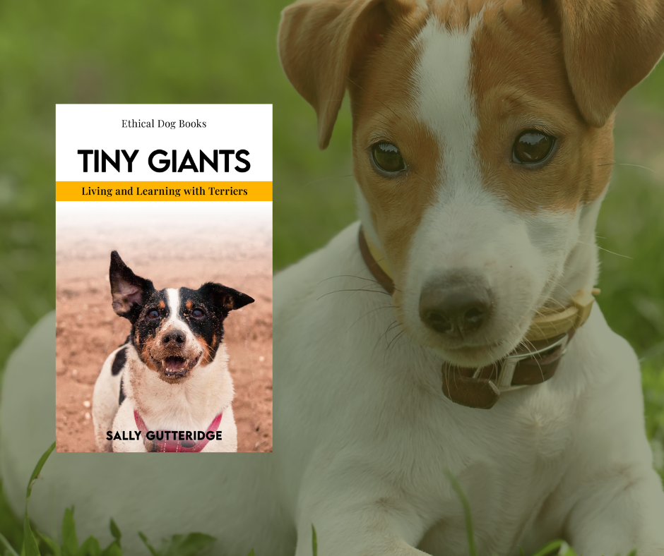 Tiny Giants: Living and Learning With Terriers.