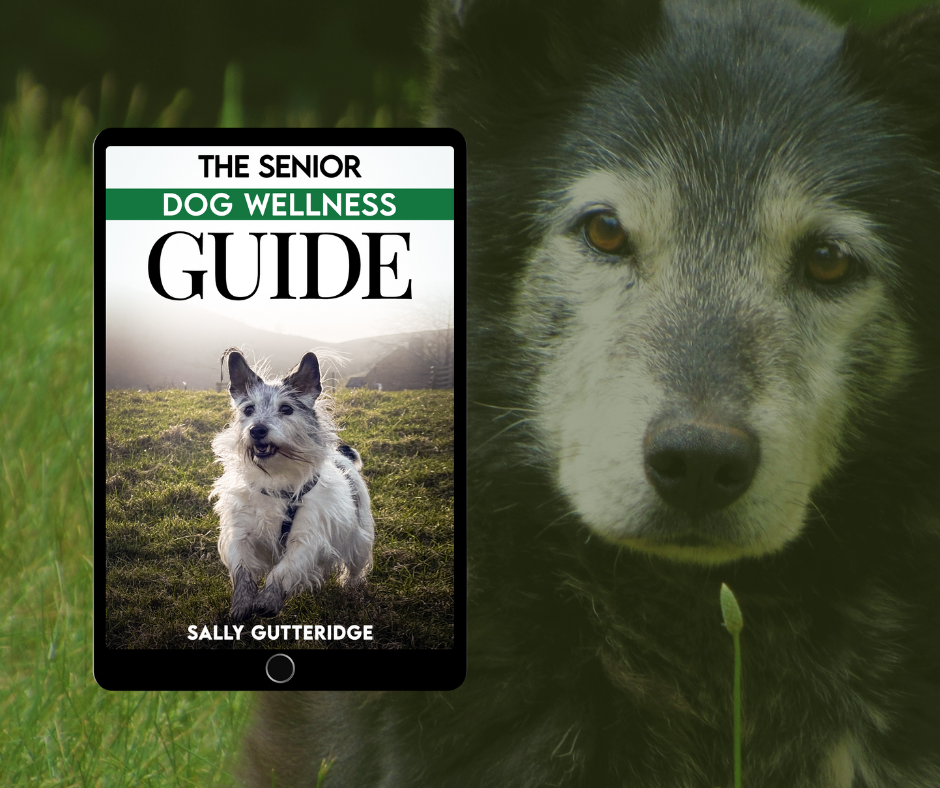 The Senior Dog Wellness Guide.