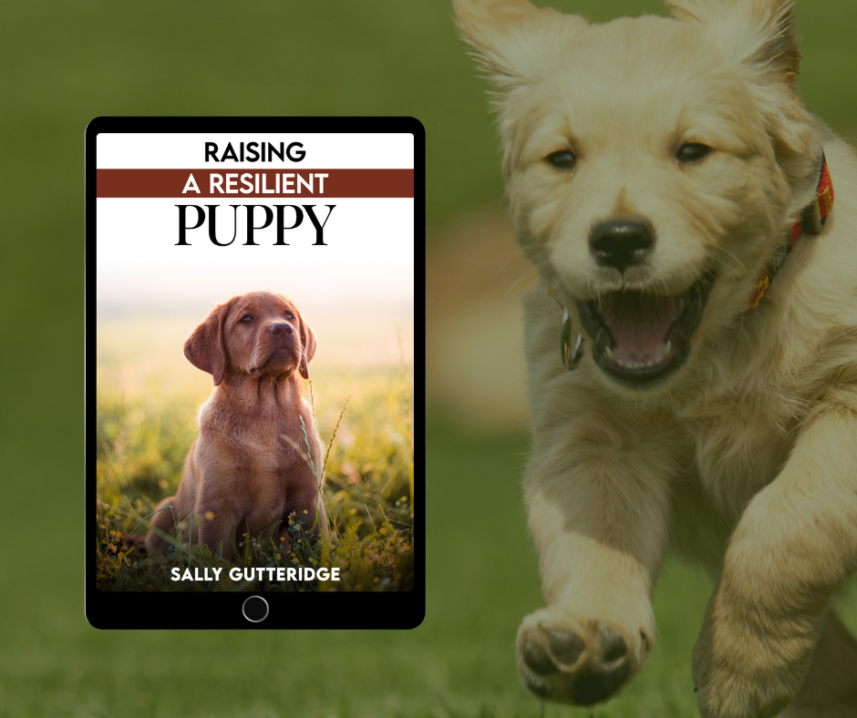 Raising a Resilient Puppy.
