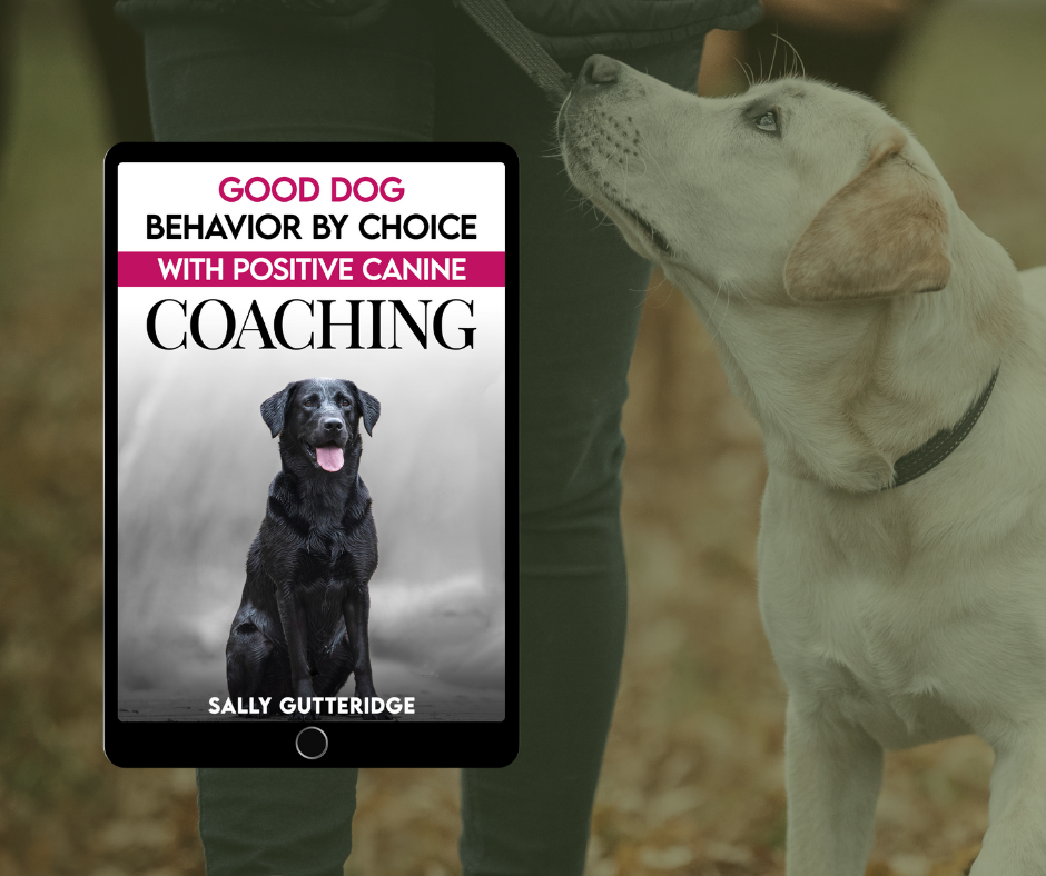Good Dog Behaviour By Choice With Positive Canine Coaching.