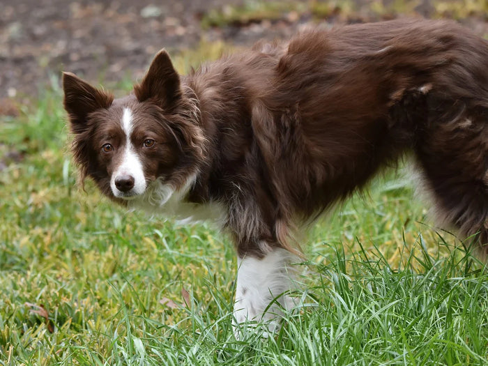 Dog showing interested body language with alert ears and neutral tail position