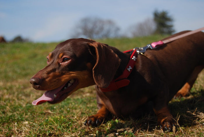 Dog panting normally after exercise showing healthy cooling mechanism