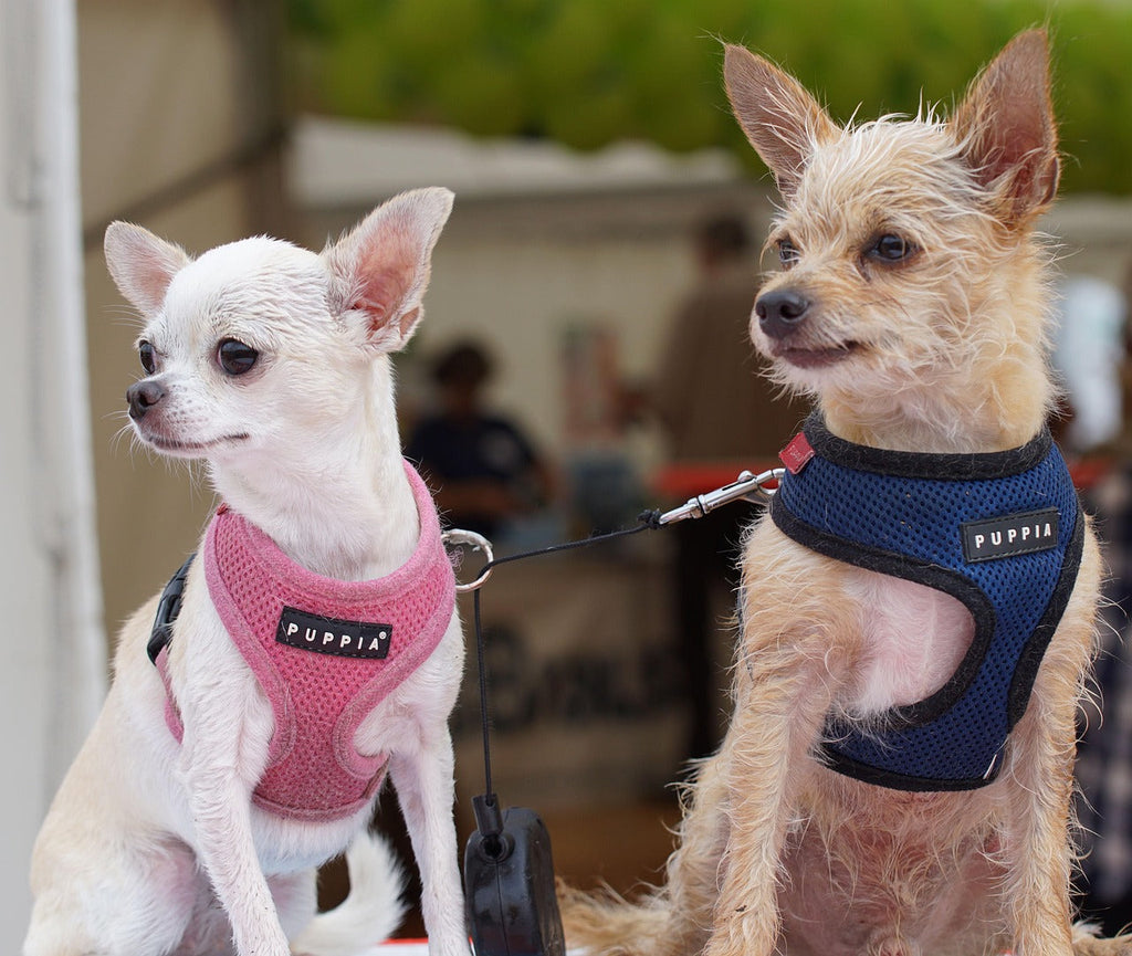 Dog reactivity