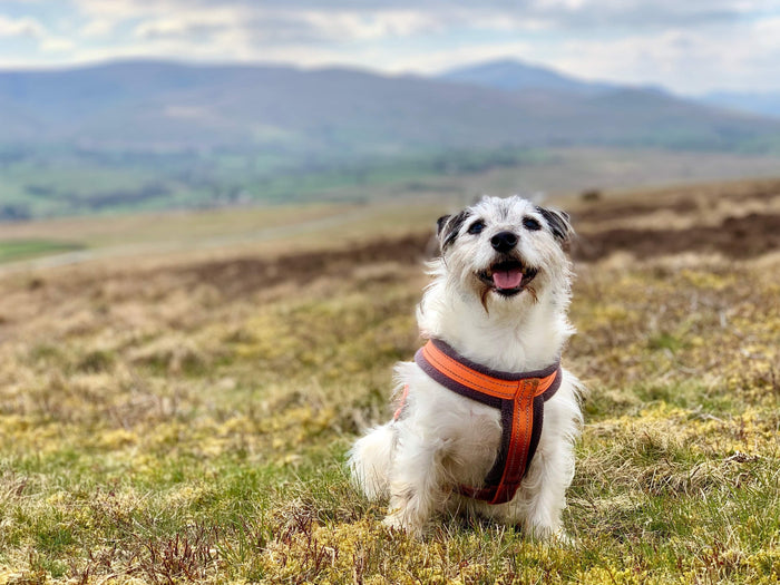 Building Optimism and Joy: The Emotional Foundation of Dog Training