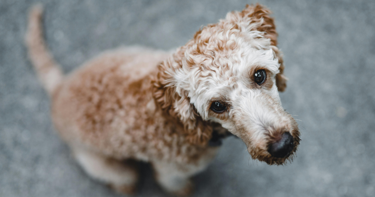 How Dogs Use Eye Contact During Uncertainty: A Look at 2025 Research