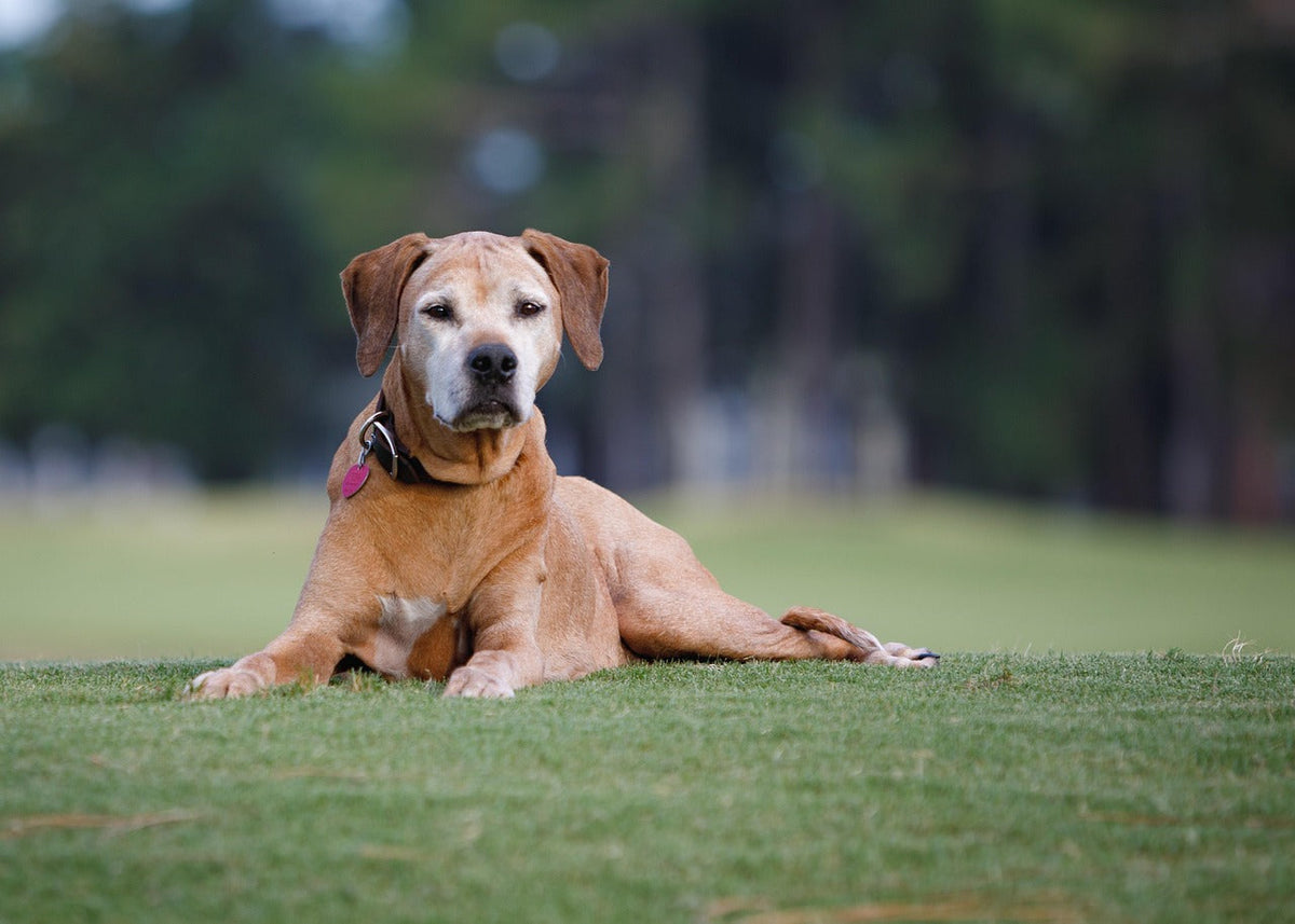 Why Scentwork is the Perfect Activity for Your Senior Dog