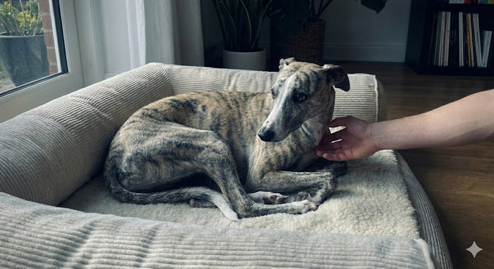 Guardian respecting dog's choice to move away during interaction