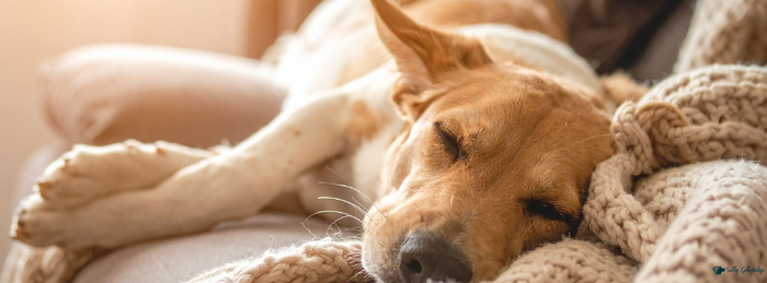 Calm dog resting peacefully after reactive dog recovery work