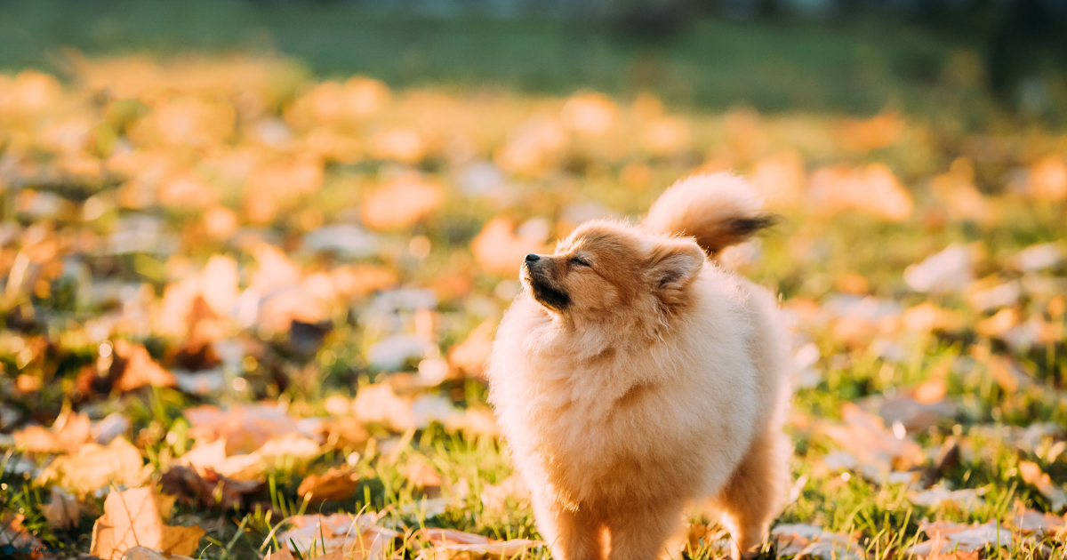 Dog sniffing behaviour demonstrating powerful sense of smell