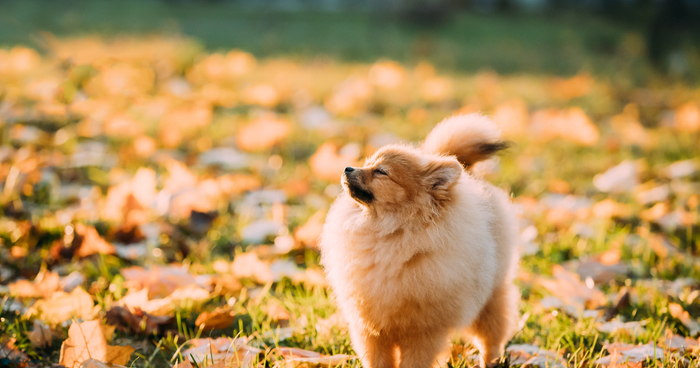 Dog sniffing behaviour demonstrating powerful sense of smell