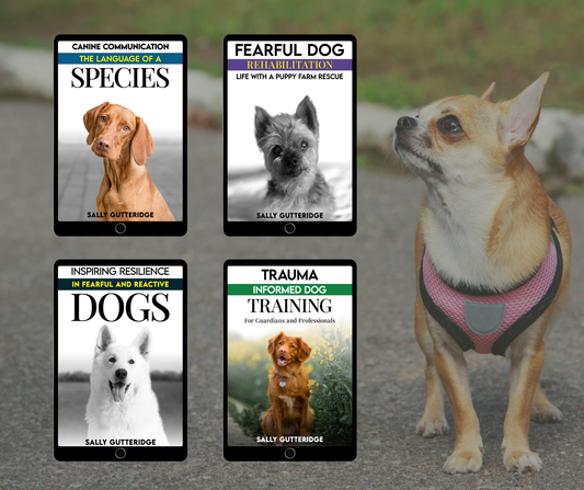 Fearful Dog Rehabilitation: Life With A Puppy Farm – Sally