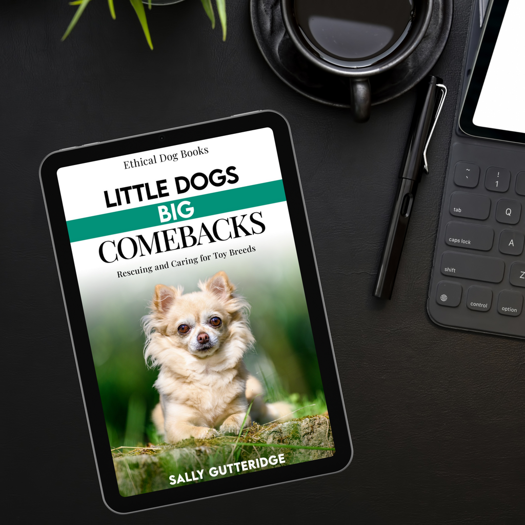 Little Dogs Big Comebacks
