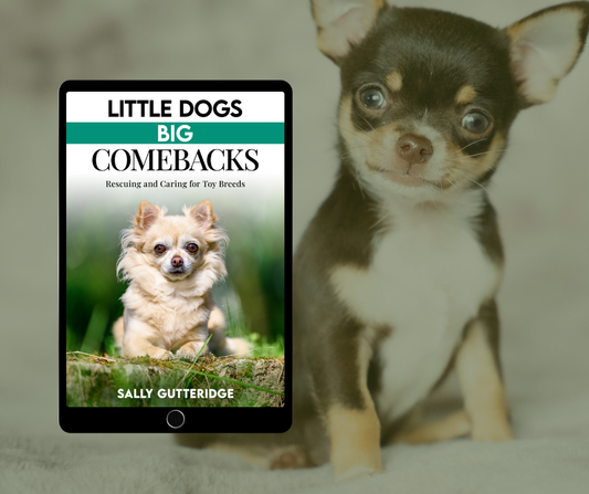 Little Dogs Big Comebacks