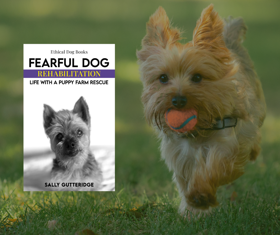 Fearful Dog Rehabilitation: Life With A Puppy Farm Rescue.